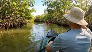 Kayaker paddling a sunlit mangrove canal while kayaking near Cape Coral on a warm day